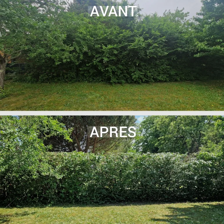 Comparatif visuel avant et après une taille de haie