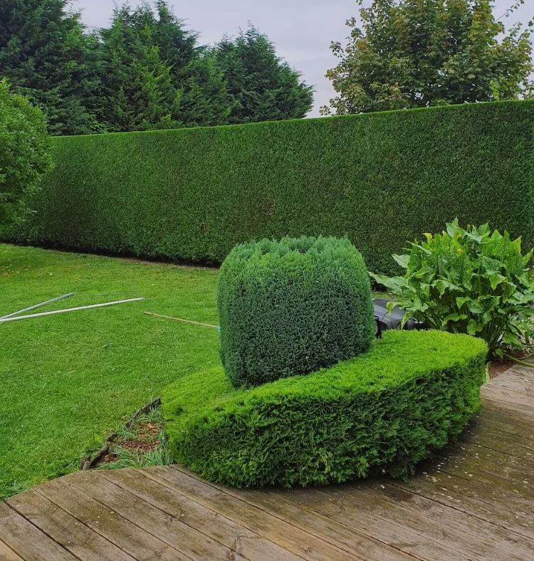 Haie taillée entourée d’arbustes décoratifs